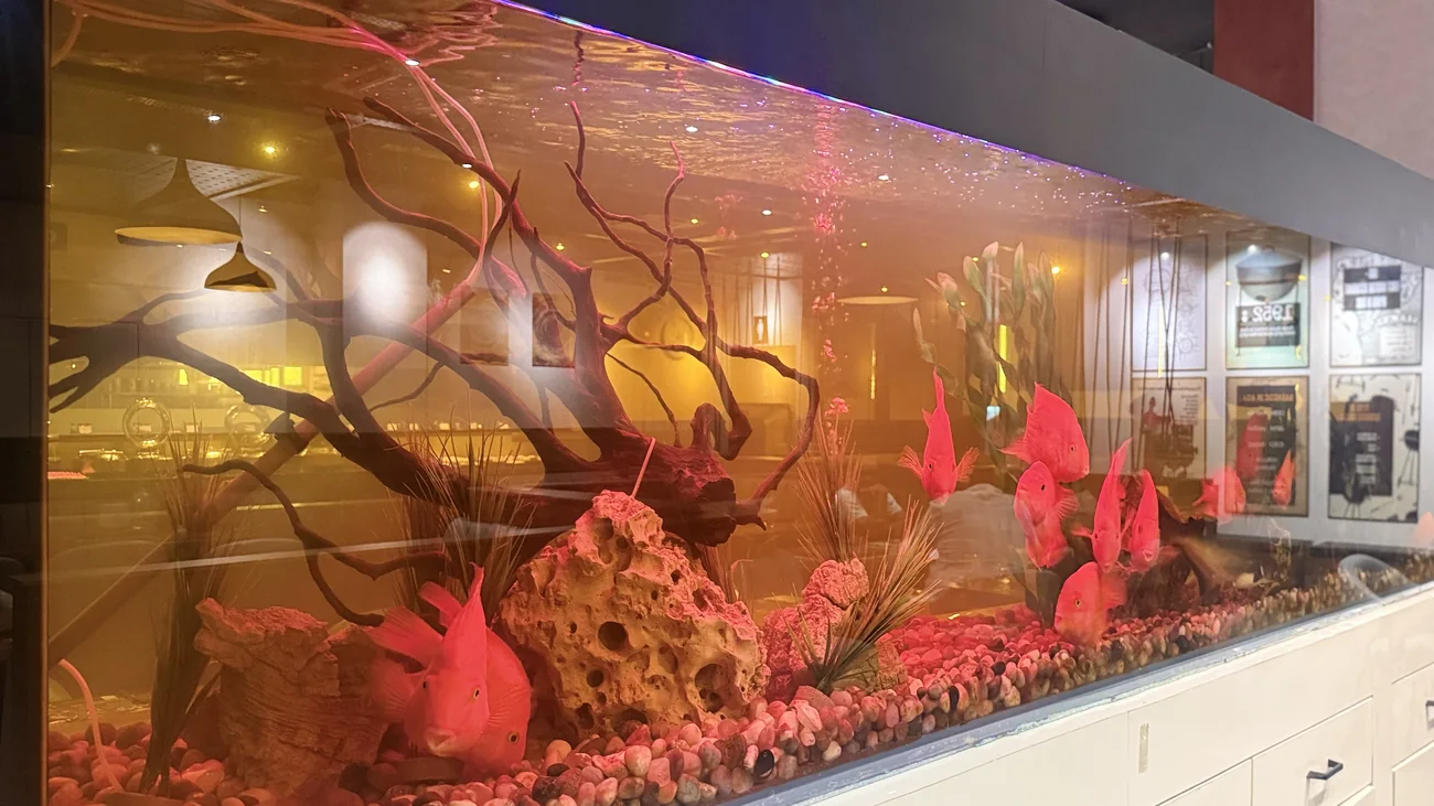 Decorative red-fish aquarium feature at Food on Fire BBQ, Hanamkonda, Warangal